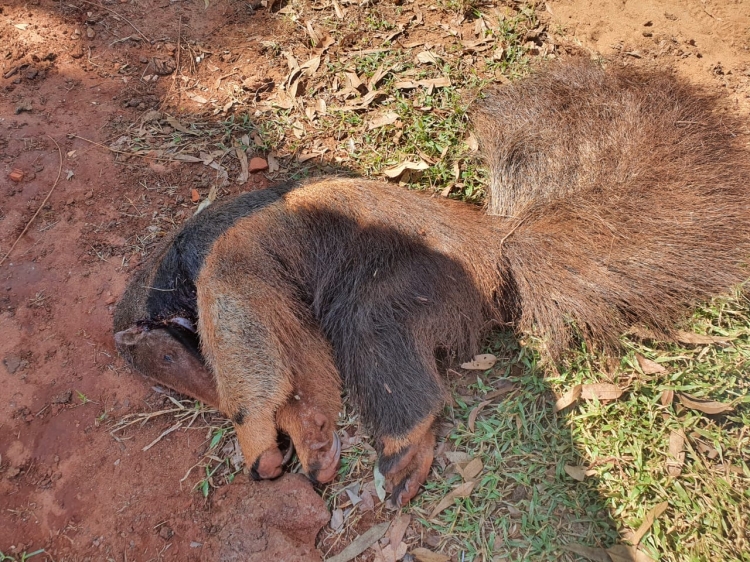 Agricultor leva R$ 5 mil de multa por matar tamandu&aacute; a pauladas  