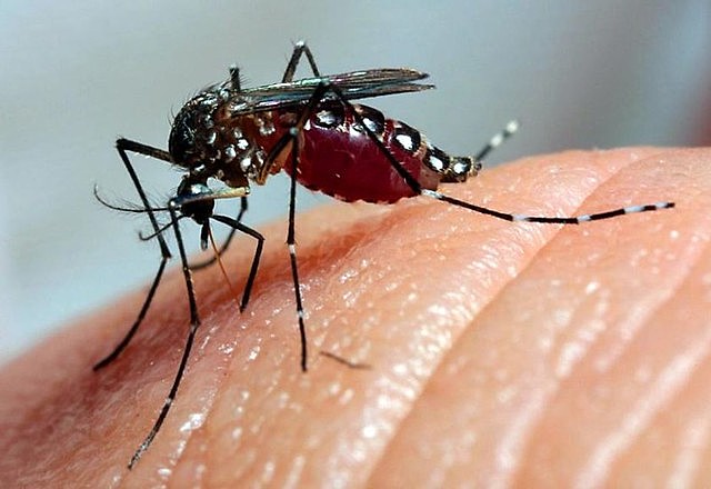 Fernandópolis registra mais de 700 casos de dengue em 2024